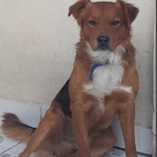 Foto de CHEWBACCA
