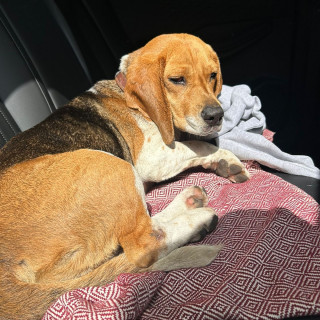  | Raza Beagle | Encontrada