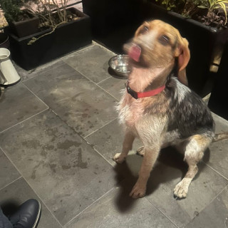  | Raza Beagle | Encontrada