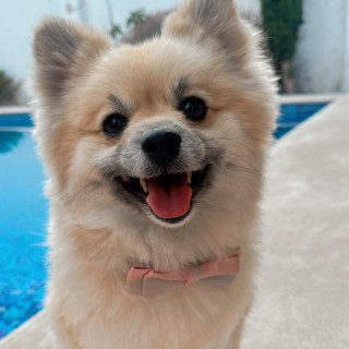 LUKY | Raza Pomerania | Final Feliz