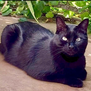 MAVIS | Raza Bombay | Perdido