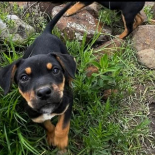 ALYKA | Raza Mestiza, posible cruza de Rottweiler | Perdida