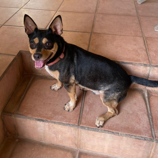 RIGO | Raza Mestizo, cruza de Chihuahua con Xoloescuintle | Perdido