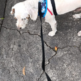  | Raza Mestizo | Encontrado