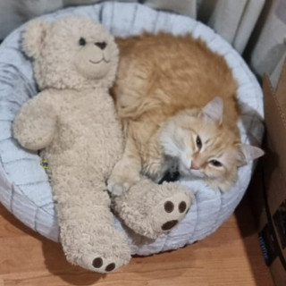 CHARLIE | Raza Doméstico Americano de pelo largo | Perdida