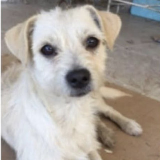 GEORGE (YORSH) | Raza Mestizo, cruza de Chihuahua | Final Feliz