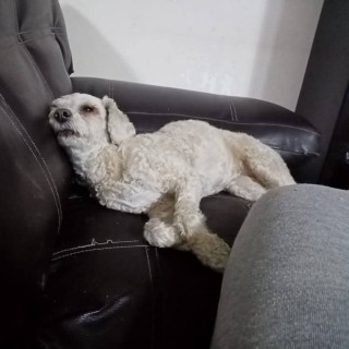 Foto de ESTRELLA