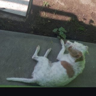 SNOOPY | Raza Mestizo, cruza de Jack Russell Terrier | Perdido