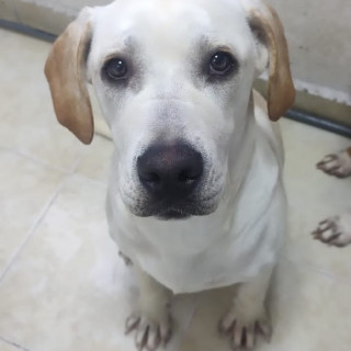 LUNA | Raza Mestiza, cruza de Labrador | En Adopción