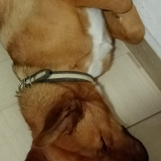 BOBBY | Raza Mestizo | Perdido