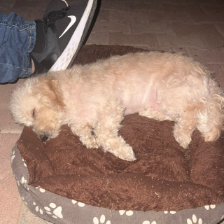 ZEUS | Raza Maltés | Final Feliz