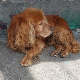  | Raza Cocker Spaniel | Encontrado