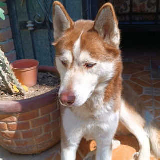KENAI | Raza Husky Siberiano | Perdido