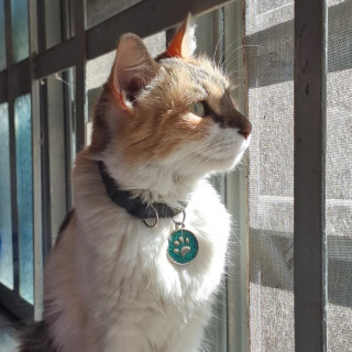 DUQUESA | Raza Calicó de pelo semilargo | Perdida