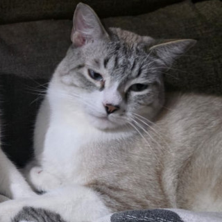 Foto de LEONCITO