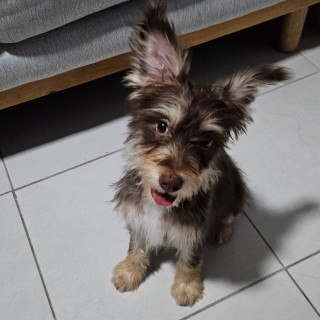 LORENZO | Raza Mestizo, cruza de Yorkshire Terrier,  (Yorkie) | Final Feliz