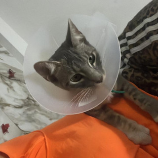 NALA | Raza Doméstico Americano de  Pelo de Alambre | Perdida