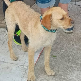 LEO | Raza Mestizo | Perdido