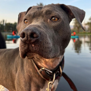 DAISY | Raza American Pitbull Terrier | Final Feliz