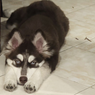 GINEBRA | Raza Husky Siberiano | Final Feliz