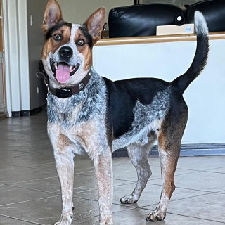 Foto de DJANGO
