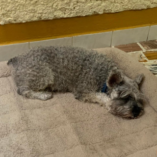 GROOT | Raza Schnauzer Miniatura  | Perdido