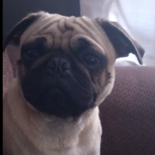 PANCHO | Raza Pug o Carlin | Perdido