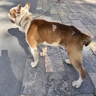  | Raza Mestizo, cruza de Bóxer con Bulldog Americano | Encontrado