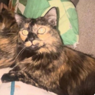 Foto de MIEL