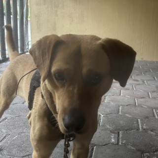  | Raza Mestizo, cruza de Labrador con American Pitbull Terrier | Encontrado