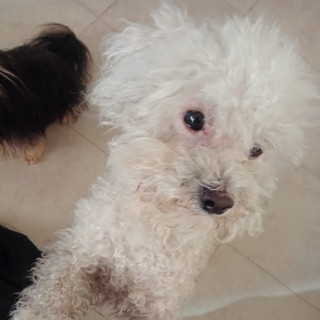 BOMBÓN | Raza French Poodle o Caniche | Perdido