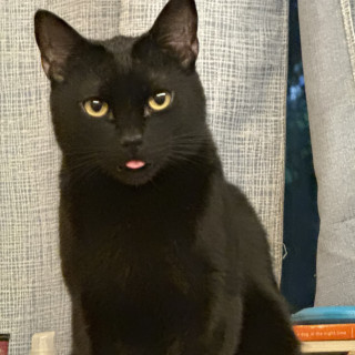 Foto de ARES