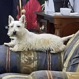 Foto de PERLA