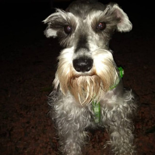 MAX | Raza Schnauzer | Perdido