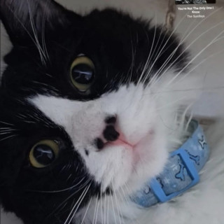 LOLA | Raza Doméstico Americano de pelo semilargo | Perdido