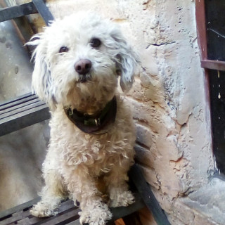 PULGAS | Raza Mestizo,  cruza de French Poodle | Perdido