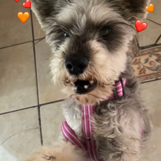 MOCKA | Raza Schnauzer | Perdida