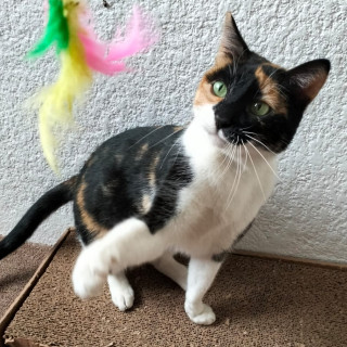 MARMOLEADA | Raza Calicó de pelo corto | En Adopción