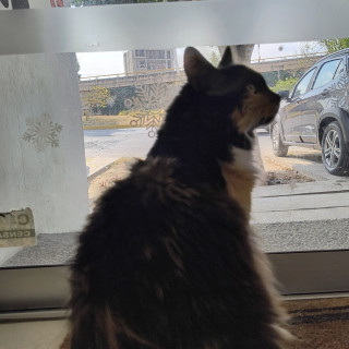 VOLT | Raza Calicó de pelo largo | Perdida