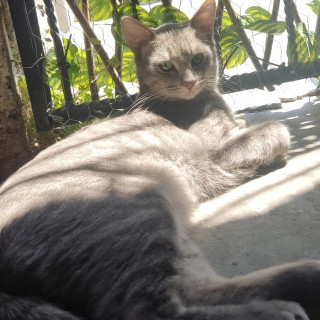 BRUNO | Raza Doméstico Américano de Pelo Corto | Perdido
