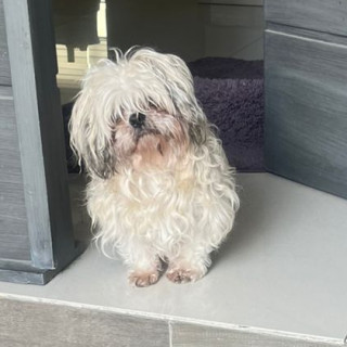 BRUNO | Raza Shih Tzu  | Perdido