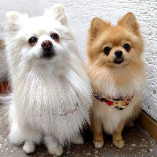 Foto de FLOUNDER Y MELODY