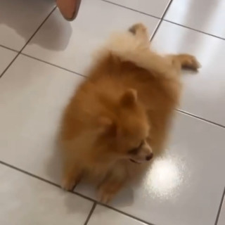 KOBE | Raza Pomerania | Perdido