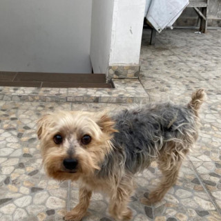 THOR | Raza Yorkshire Terrier (Yorkie) | Perdido