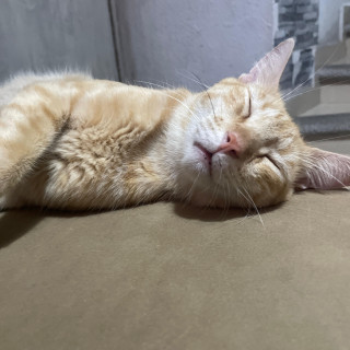 CHESTER | Raza Doméstico Américano de Pelo Corto | Perdido