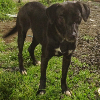 PANCHA | Raza Mestiza, cruza de Labrador | En Adopción