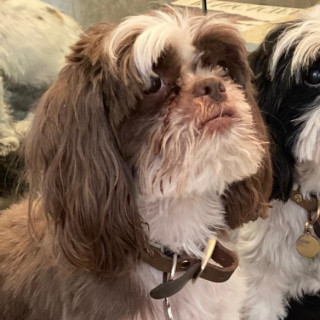 MYA | Raza Shih Tzu  | Perdida