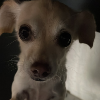 DELILA | Raza Chihuahua | Perdida