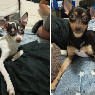 LALA Y LOLA | Raza Chihuahua | Perdida