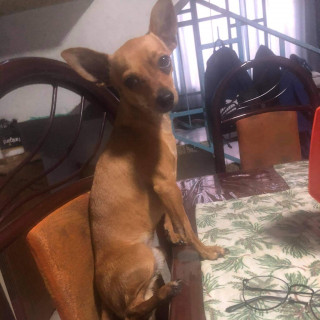 NIÑO | Raza Chihuahua | Perdido